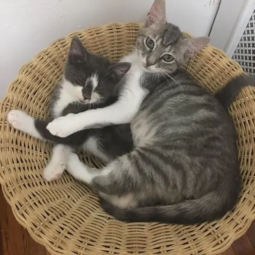 Two cats sitting in a basket weave chair 